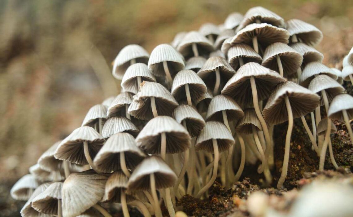5 Amazing Overall Benefits Of Having Superfood Mushrooms Regularly