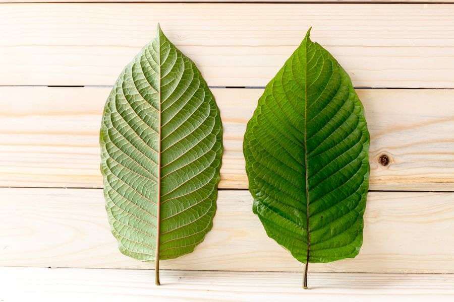 Everything You Need To Know About Kratom Extract