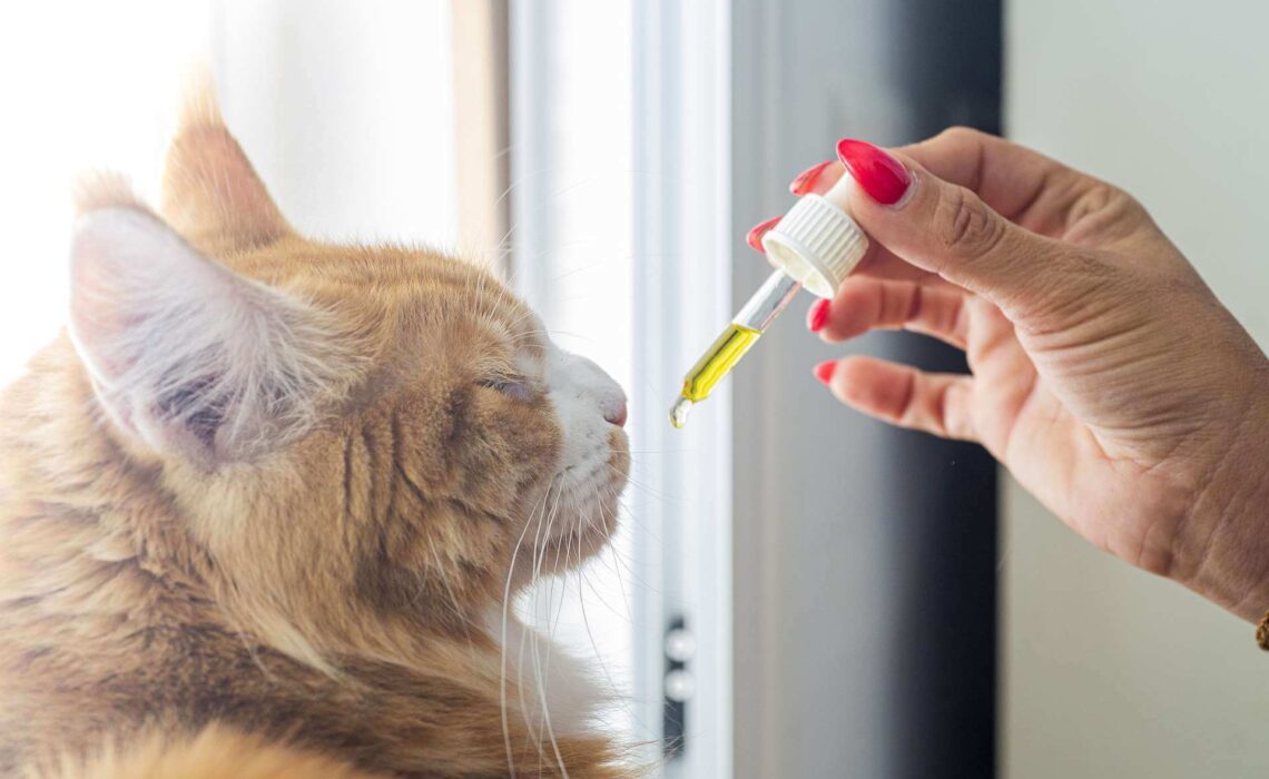 Are CBD Cat Treats Safe? Things You Should Know Before Purchasing