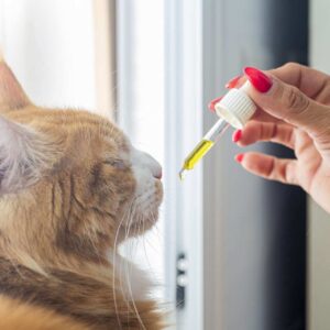 Are CBD Cat Treats Safe