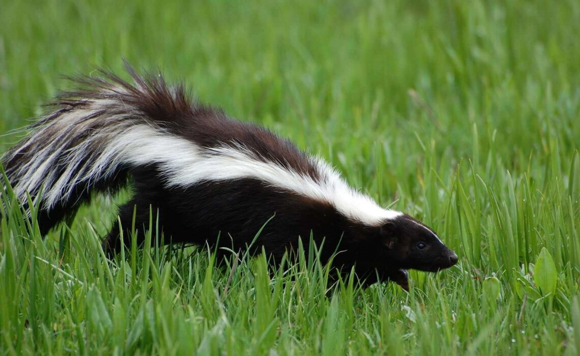 This Is What To Do If You Get Sprayed By A Skunk