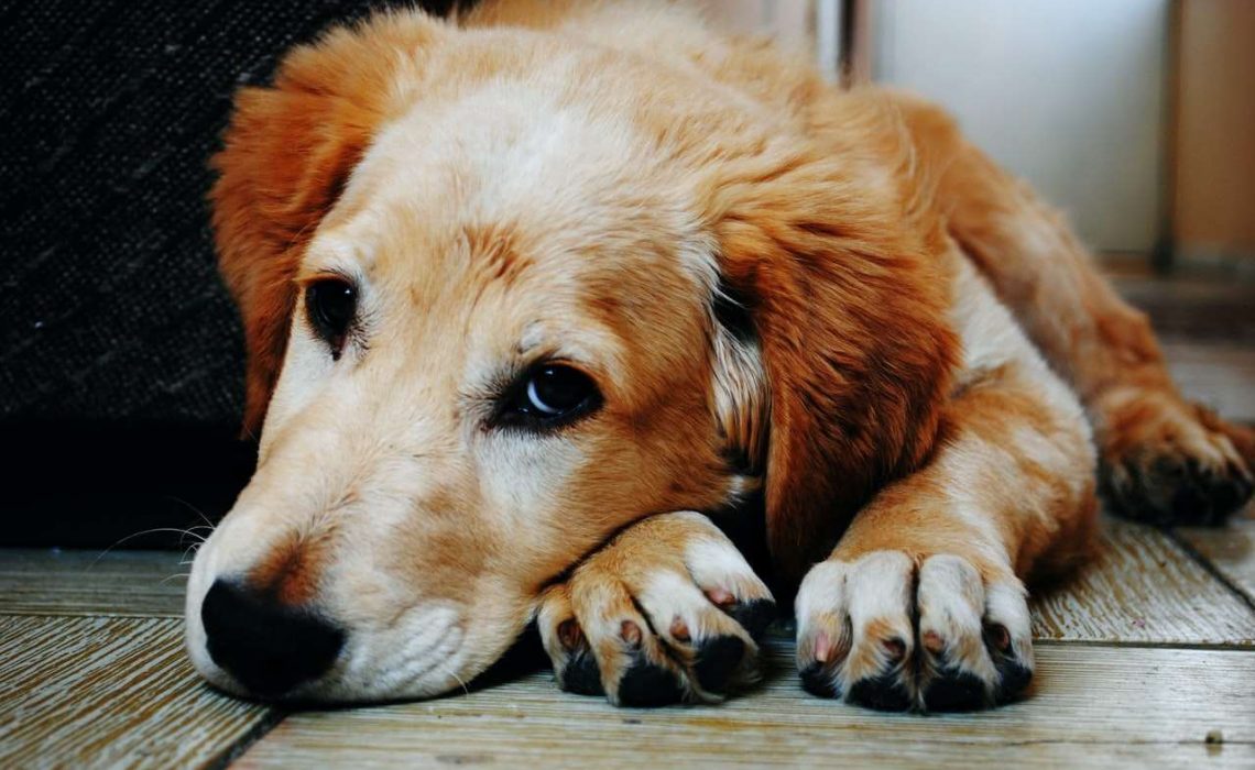 6 Signs Your Dog Needs To See The Vet