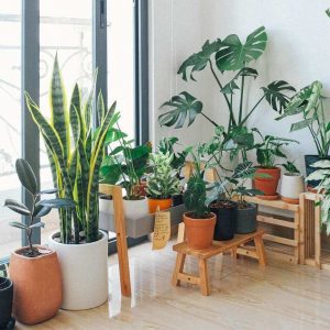 Benefits Of Plants In Your Office