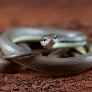 Keep Snakes Away From Your Home