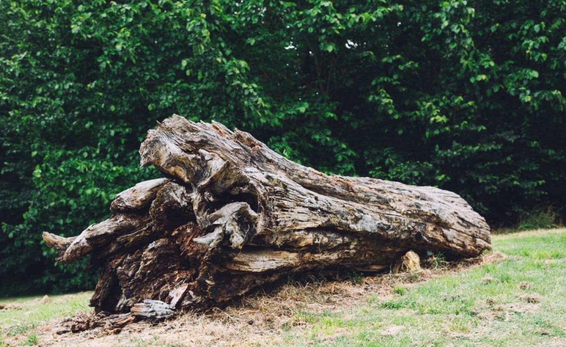 5 Reasons Why You Should Do Something About That Dead Tree