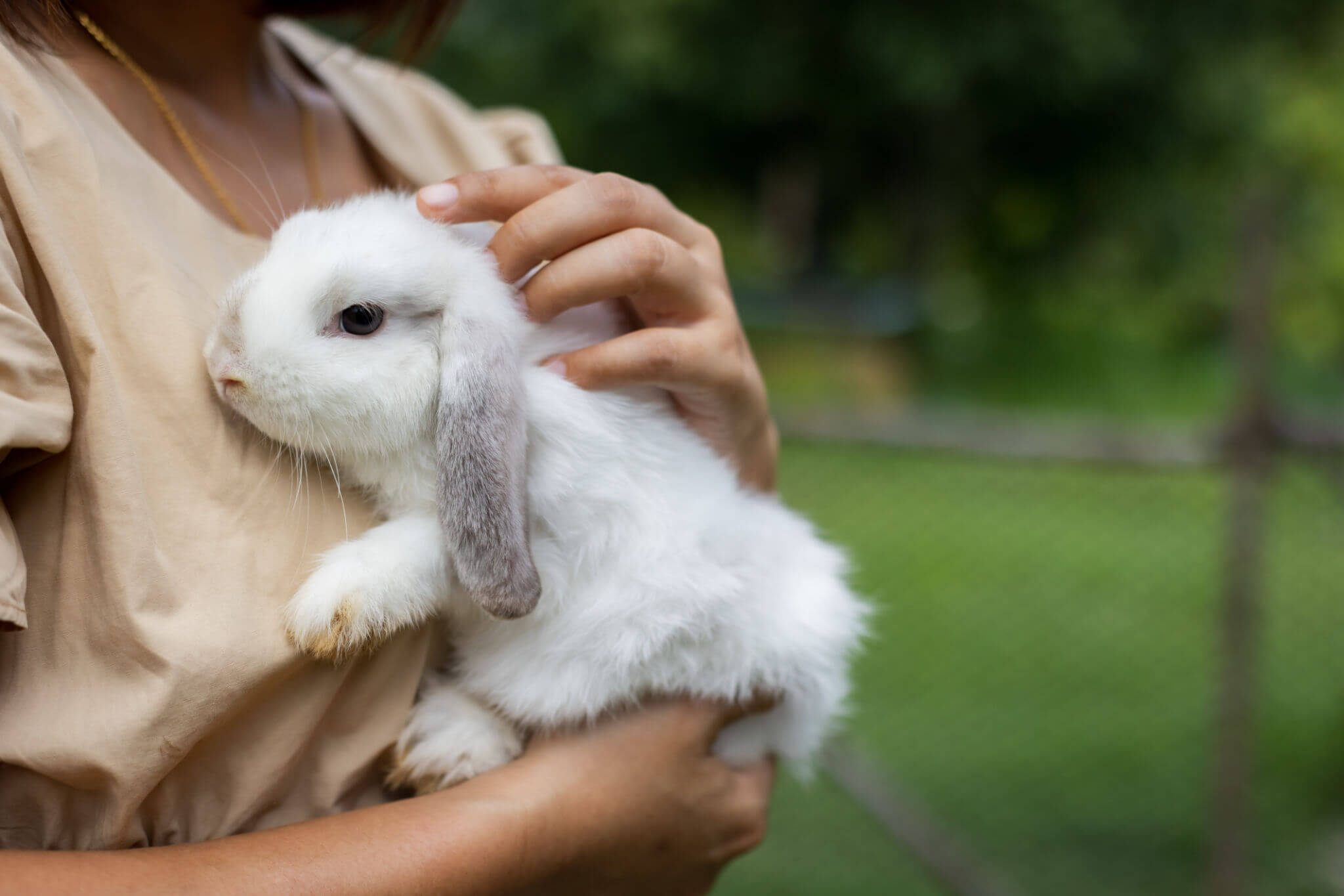Caring For Your Rabbits In The Summer Months