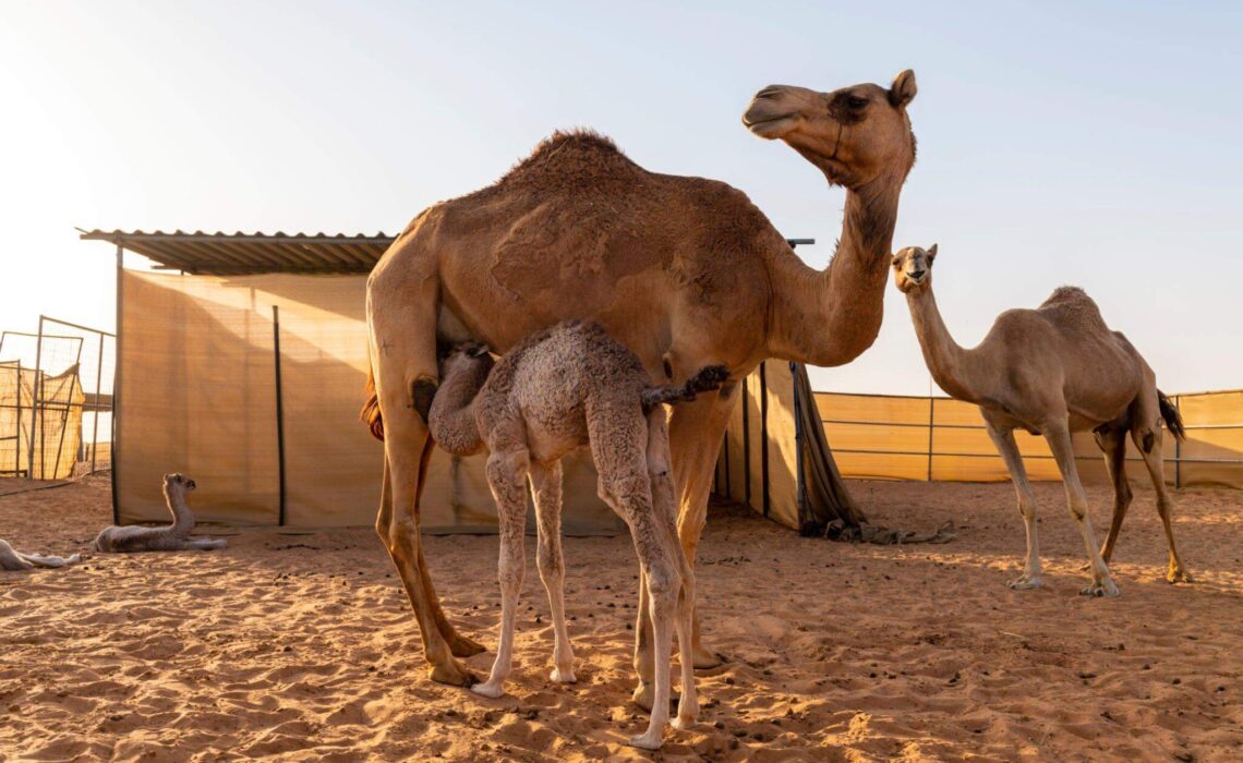 Camel Milk: How Can Autistic Children Improve The Symptoms
