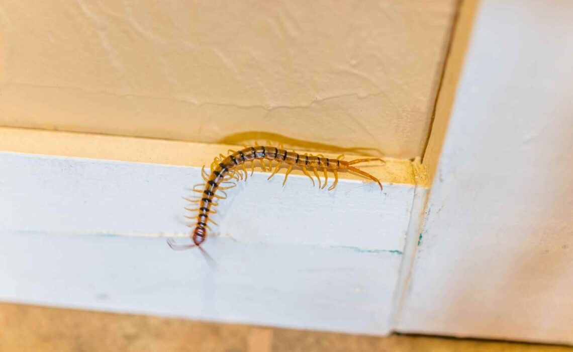 What You Should Know About The House Centipede