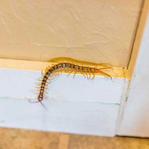 Know About The House Centipede