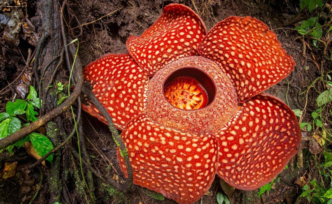 The Fascinating World Of Guinness Record-Holding Flowers