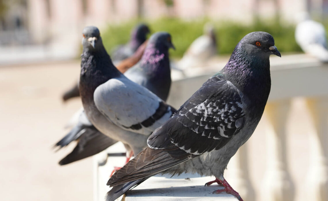 Best Ways To Get Rid Of Pigeons In The UK