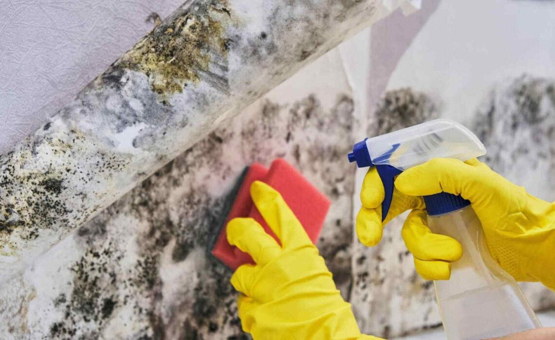 Dangerous Mold In Your Home