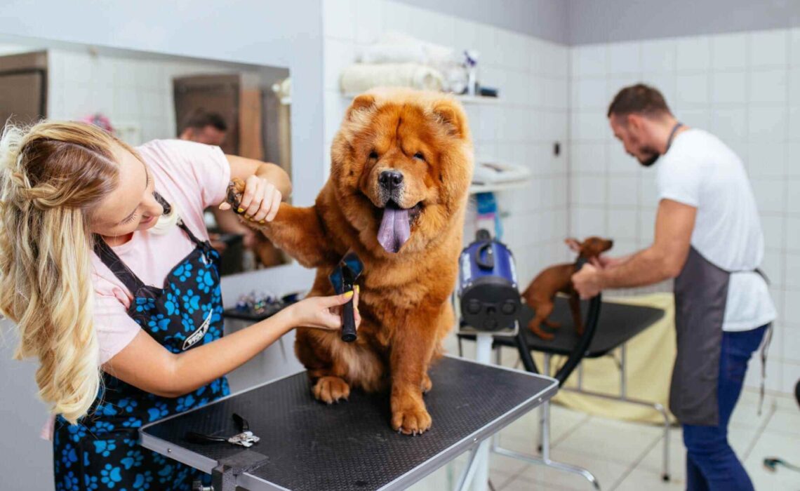 A Bark Above The Rest: Luxury Dog Grooming In NYC