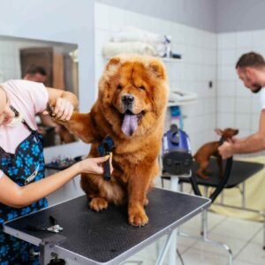 Dog Grooming In NYC