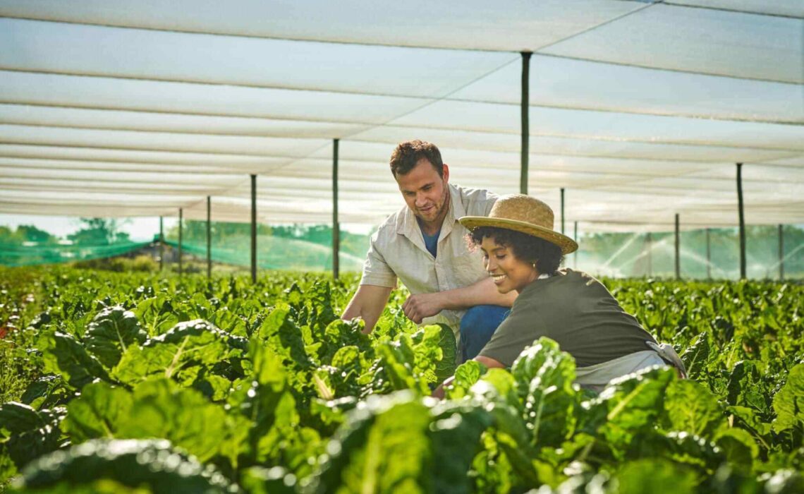 How Greenhouse Farming Ensures A Steady Supply Of Produce