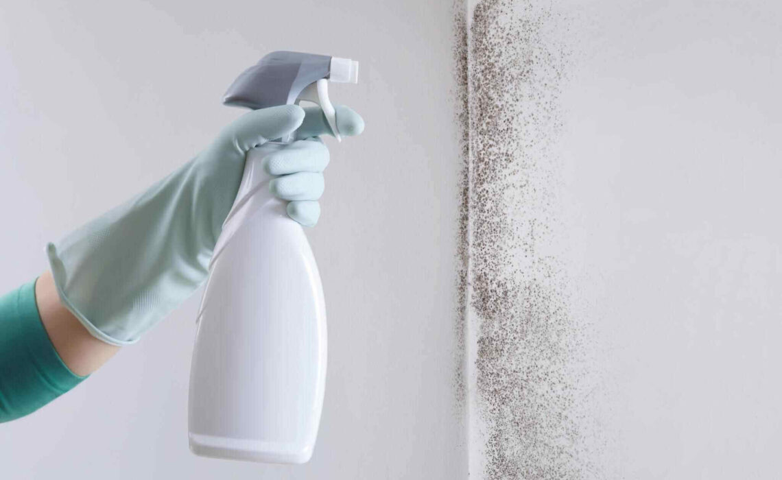 Essential Mold Removal Tips: A Comprehensive Guide To Tackle Mold Issues