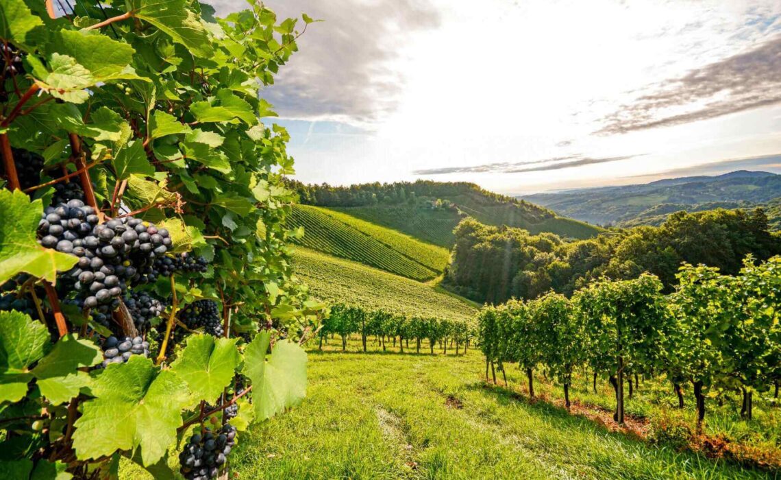 Globetrotter’s Guide: The 5 Main Wine Regions In The World