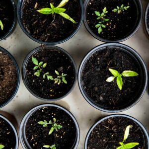 Growing Organic Plants