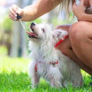 CBD Oil For Dogs