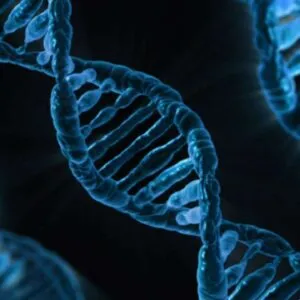 How Genes Determine Traits