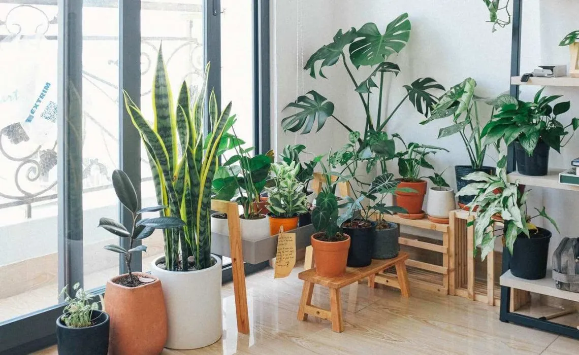 Benefits Of Plants In Your Office
