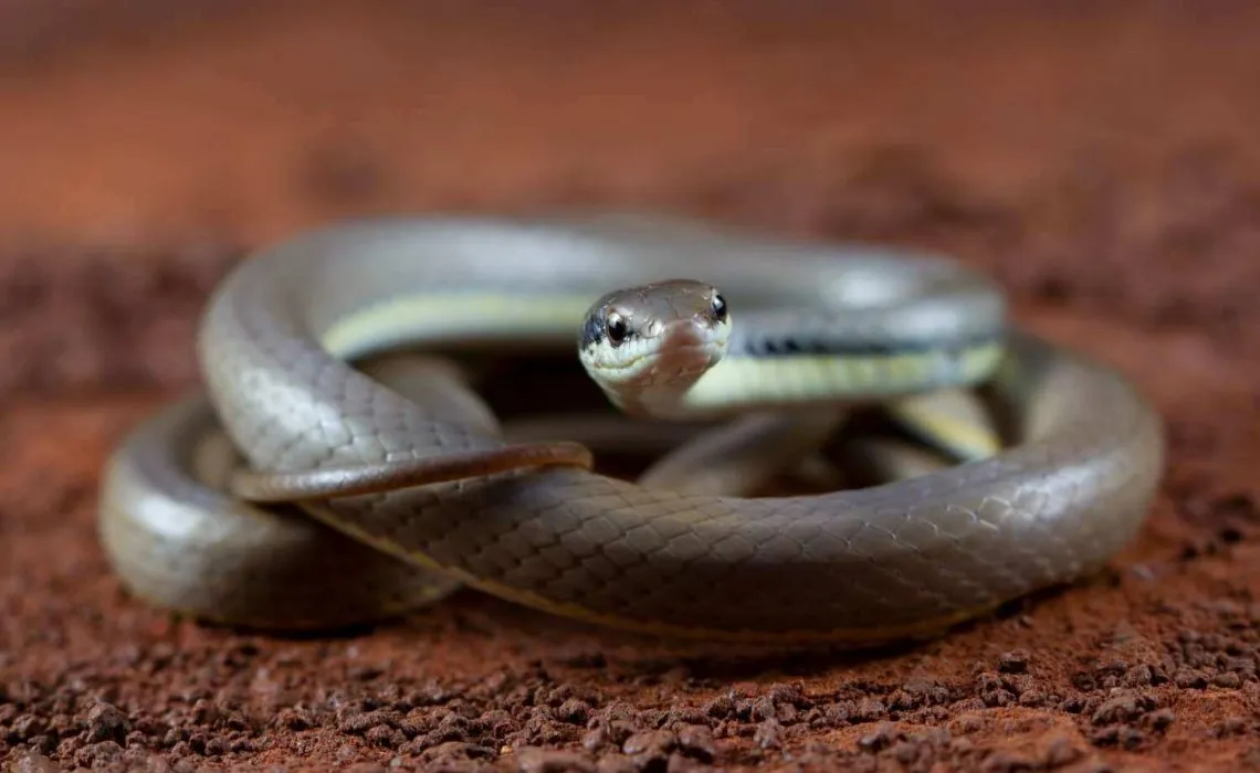 Keep Snakes Away From Your Home