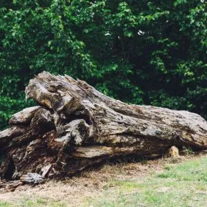 Something About That Dead Tree