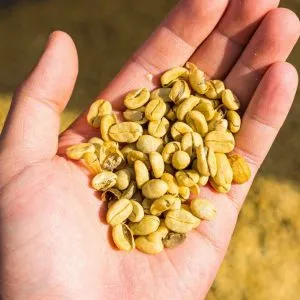Green Coffee Beans