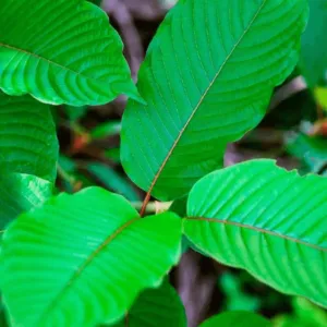 Green Horn Kratom