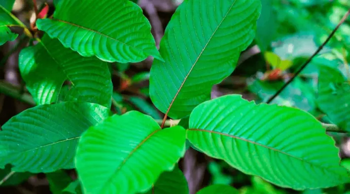 Green Horn Kratom