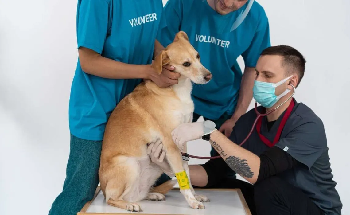 Glucosamine For Dogs Help Treat