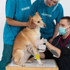 Glucosamine For Dogs Help Treat