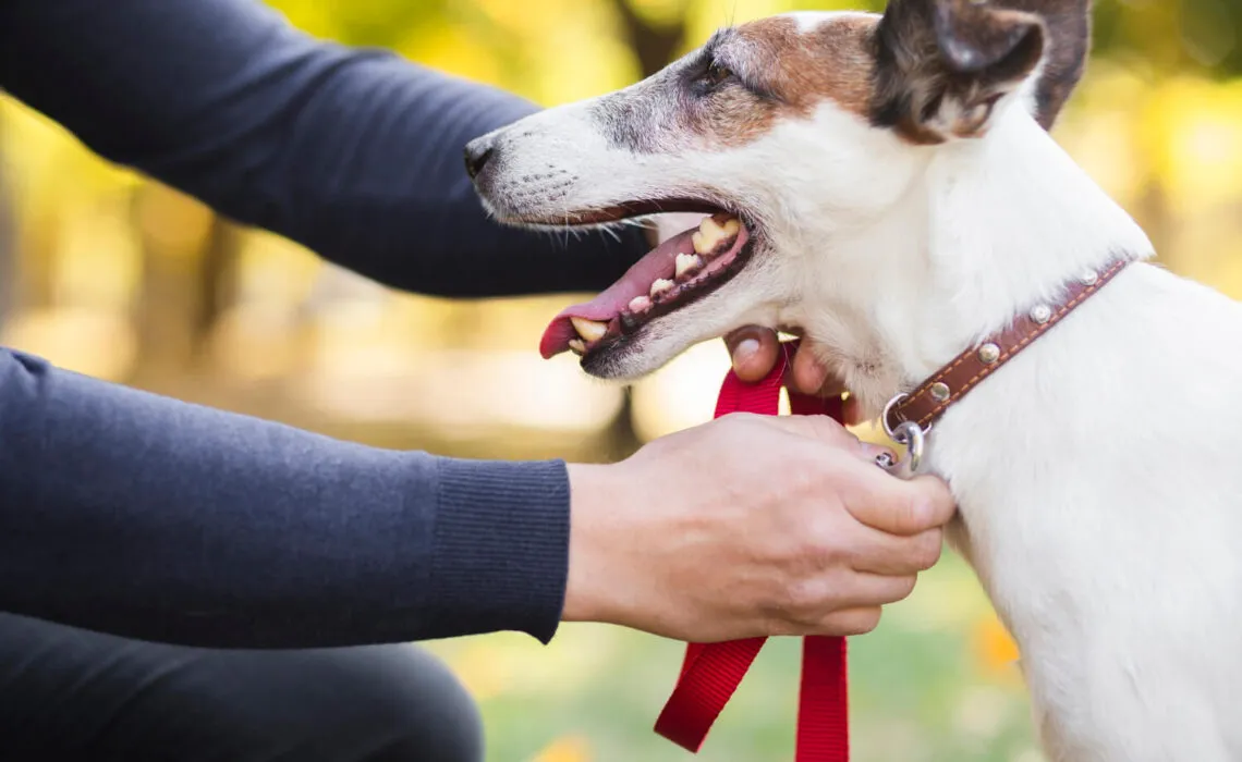 Retractable Dog Leash In The USA