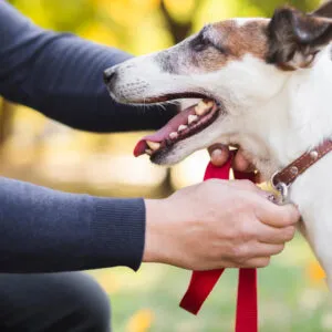 Retractable Dog Leash In The USA