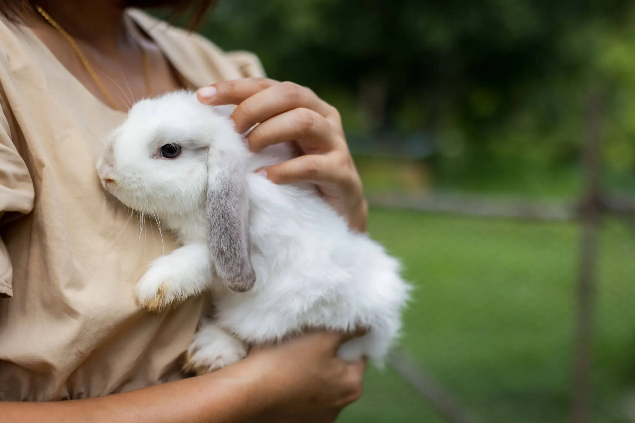 Rabbits In The Summer
