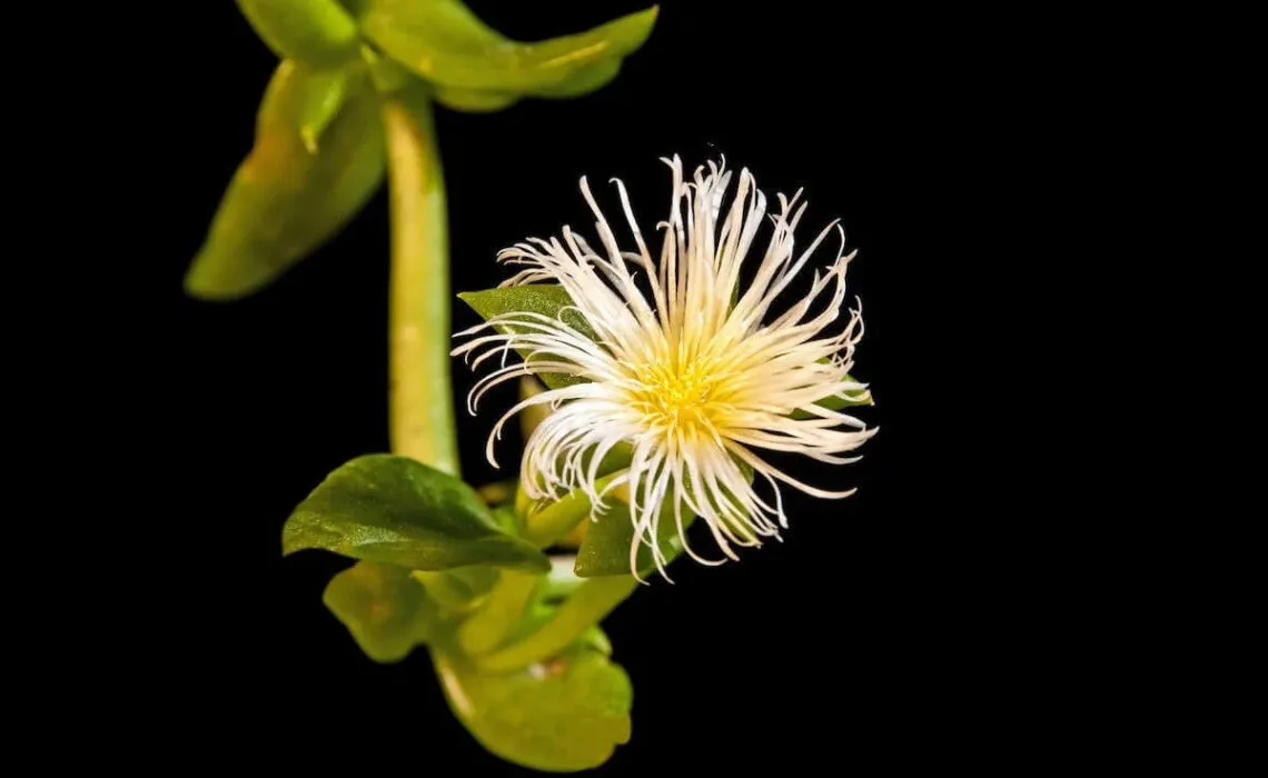 Know About Kanna-Infused Products