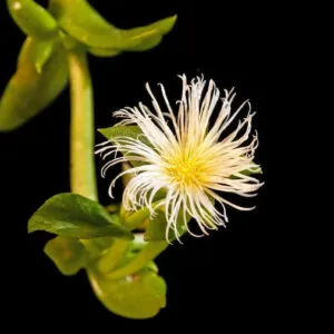 Know About Kanna-Infused Products