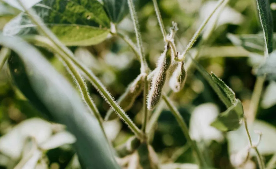 Eating Foods Rich In Soy