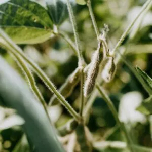 Eating Foods Rich In Soy