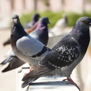 Ways To Get Rid Of Pigeons