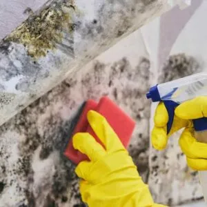 Dangerous Mold In Your Home