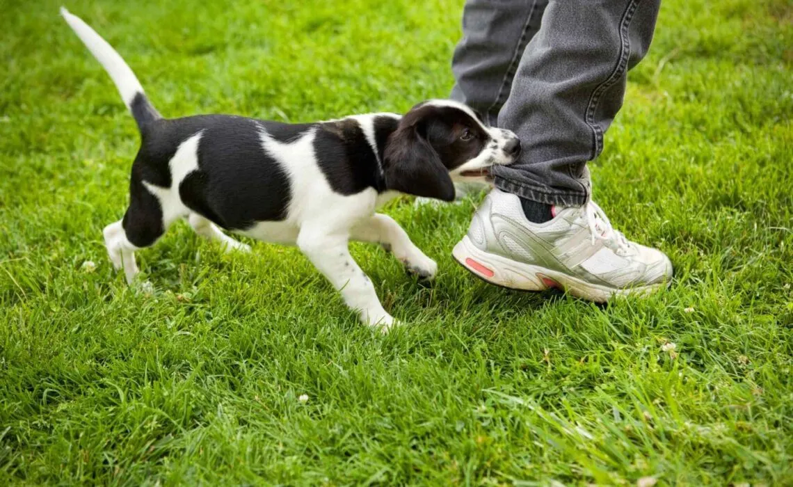 Understanding Dog Behavior