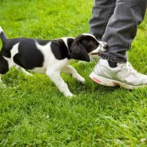Understanding Dog Behavior