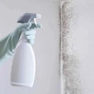 Mold Removal Tips