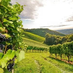 Wine Regions In The World