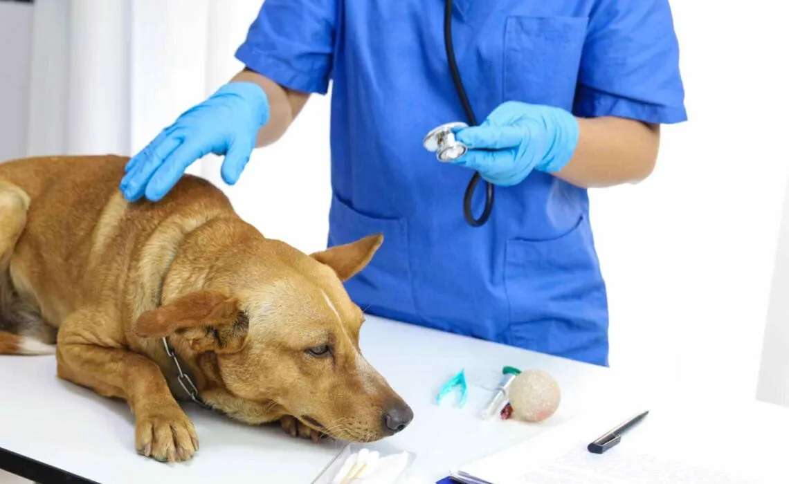 Chronic Conditions In Pets