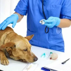 Chronic Conditions In Pets