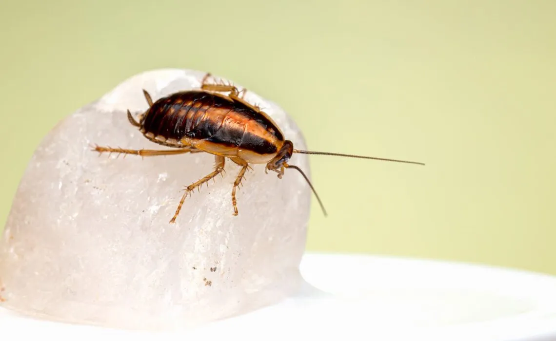 Homes Attract Roaches
