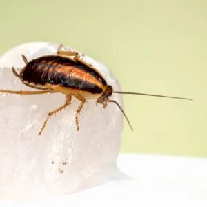 Homes Attract Roaches