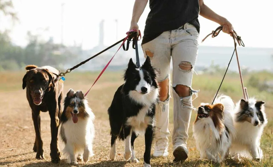 Dog Walking Services